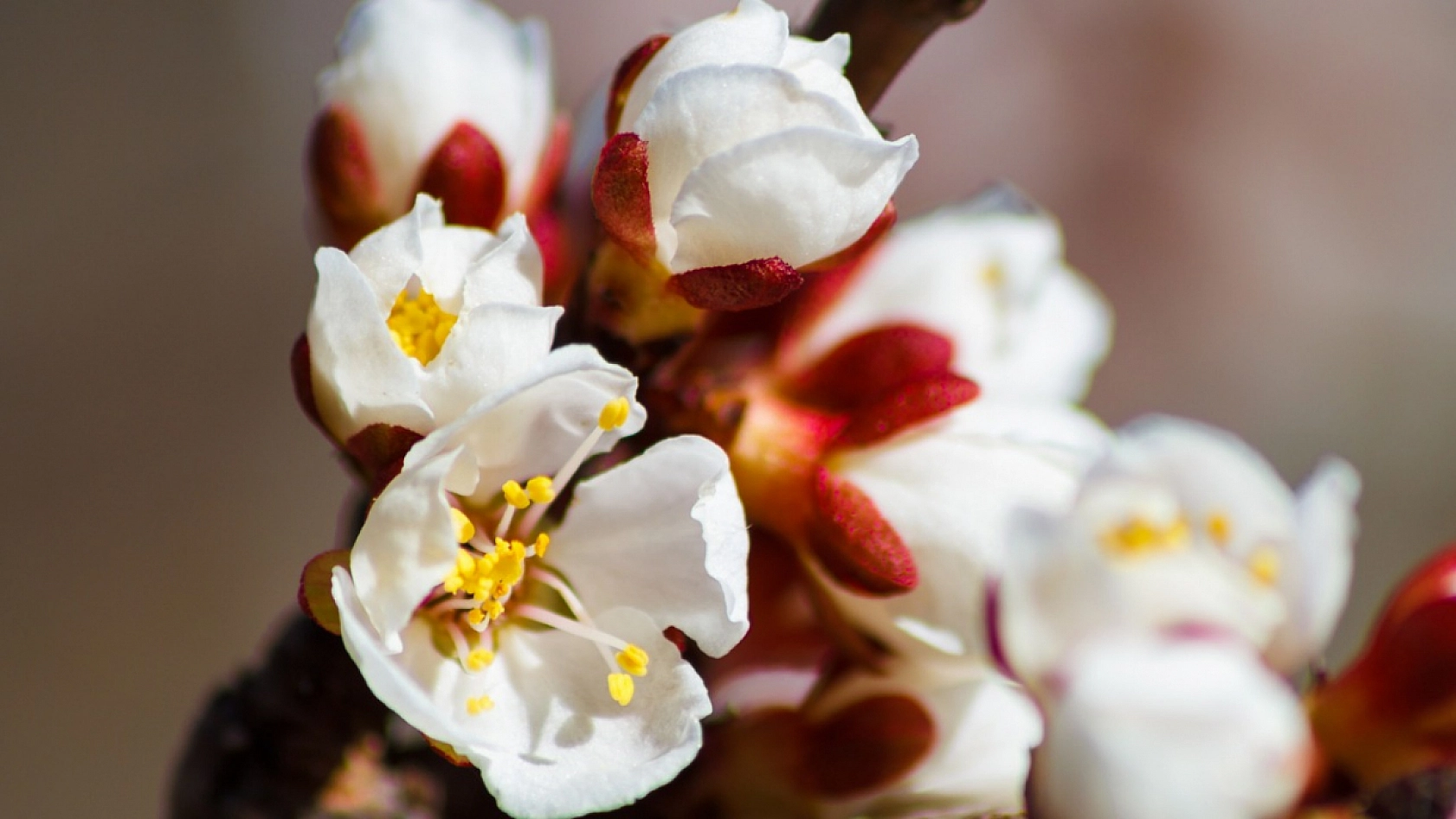 Kayısının Başkentinde Kayısı Konuşuldu! 'Alternatif Pazar Alanları Oluşturulmalı'