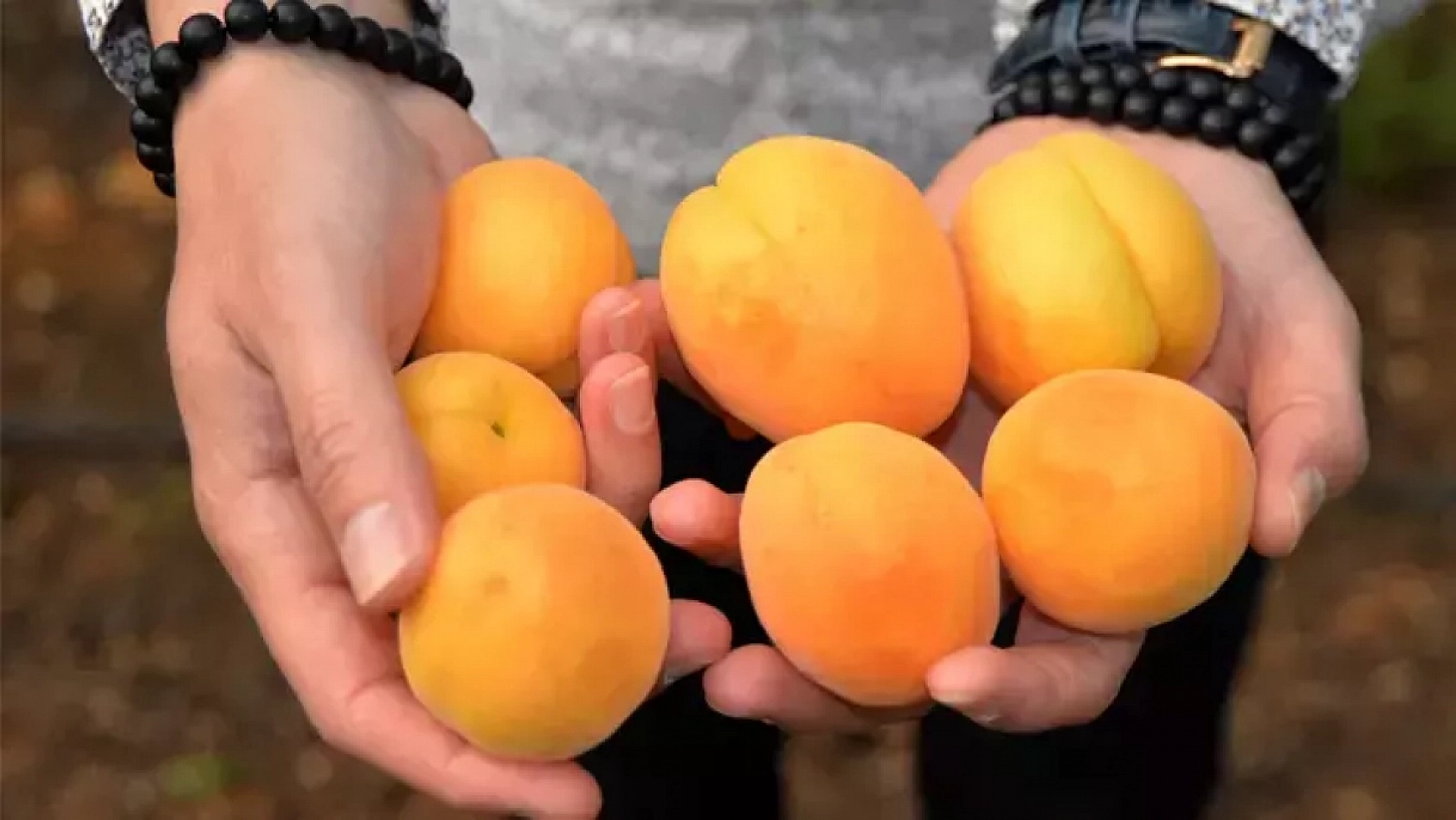 'Hani Özbek Kayısısı Gelmemişti?'