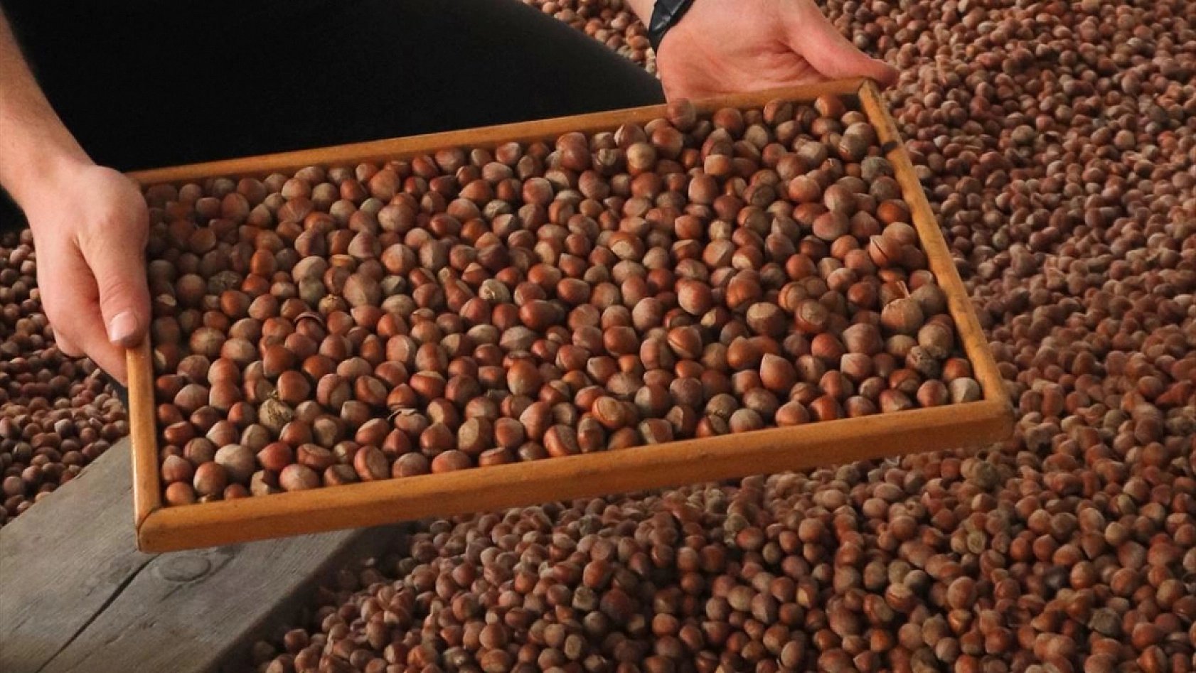 TMO'dan Alım Kararı! Malatya Kayısısı Giresun Fındığının Gölgesinde Kaldı!