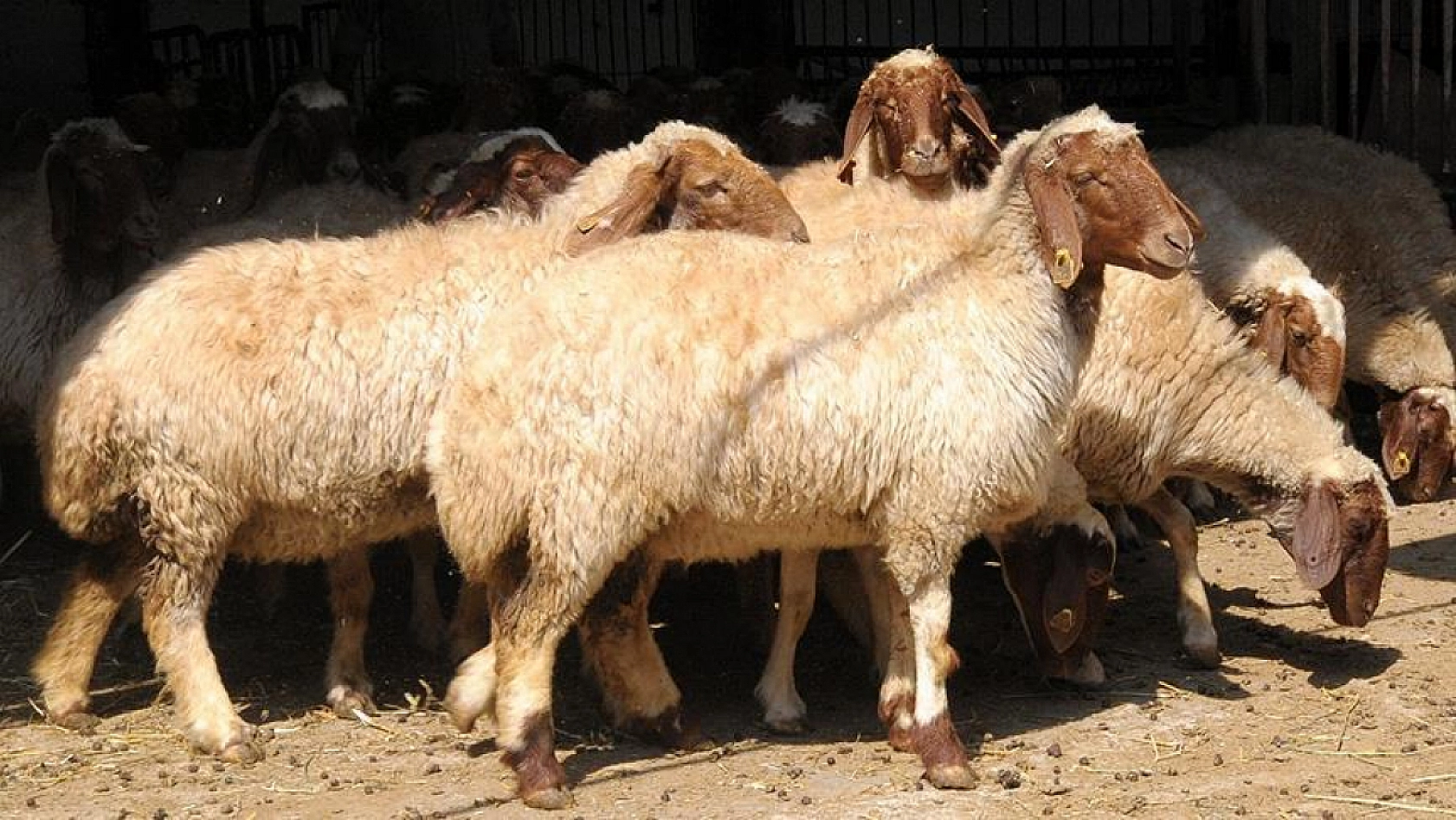 Çiftçileri destekleme miktarlarında artışa gidildi: Peki hangi alanda ne kadar ödeme yapılacak?