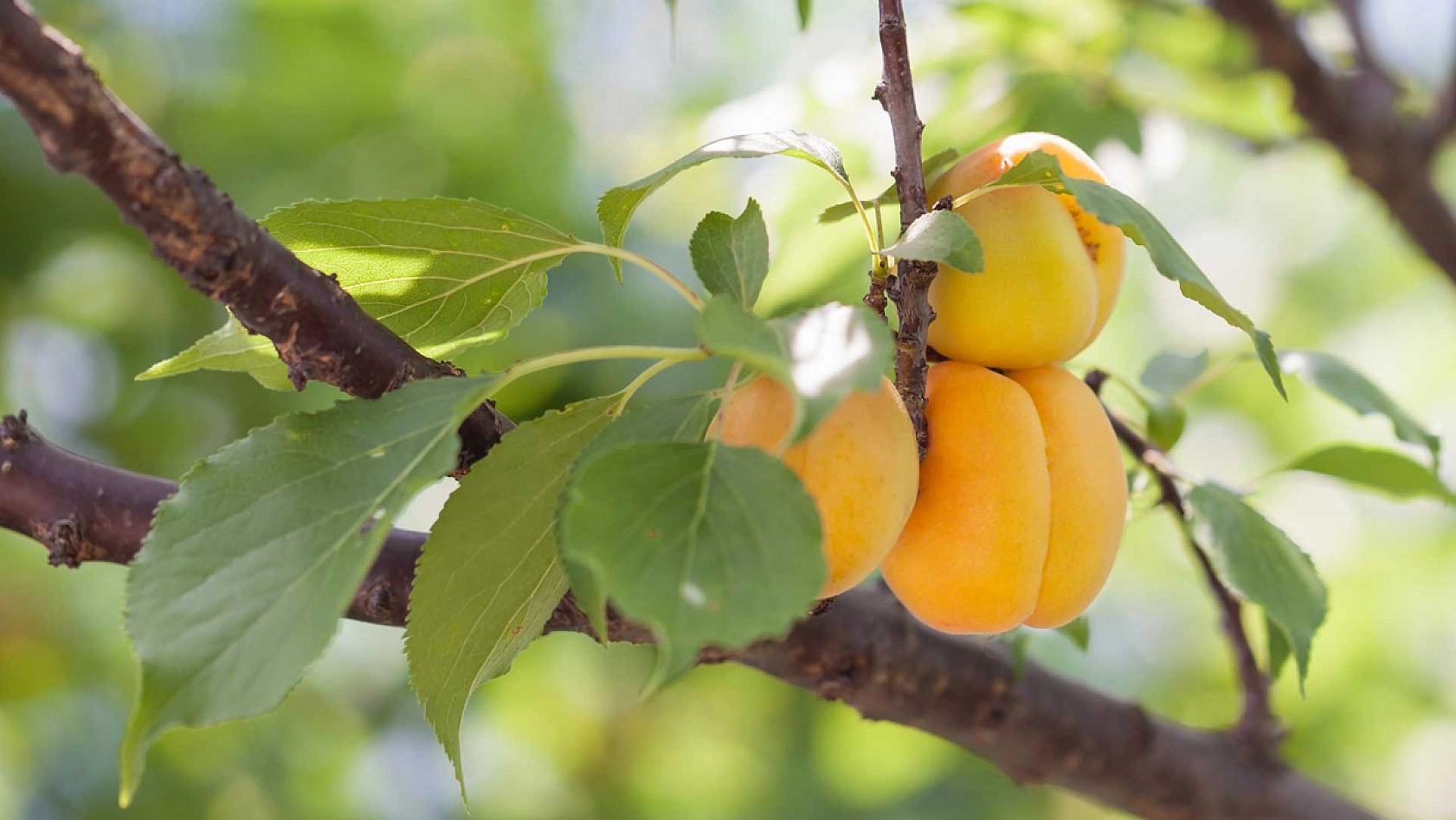 Kayısıda Fiyat Karmaşası! Maliyeti 3 Kat Arttı, Fiyatı Yarıdan Yarıya Azaldı...!
