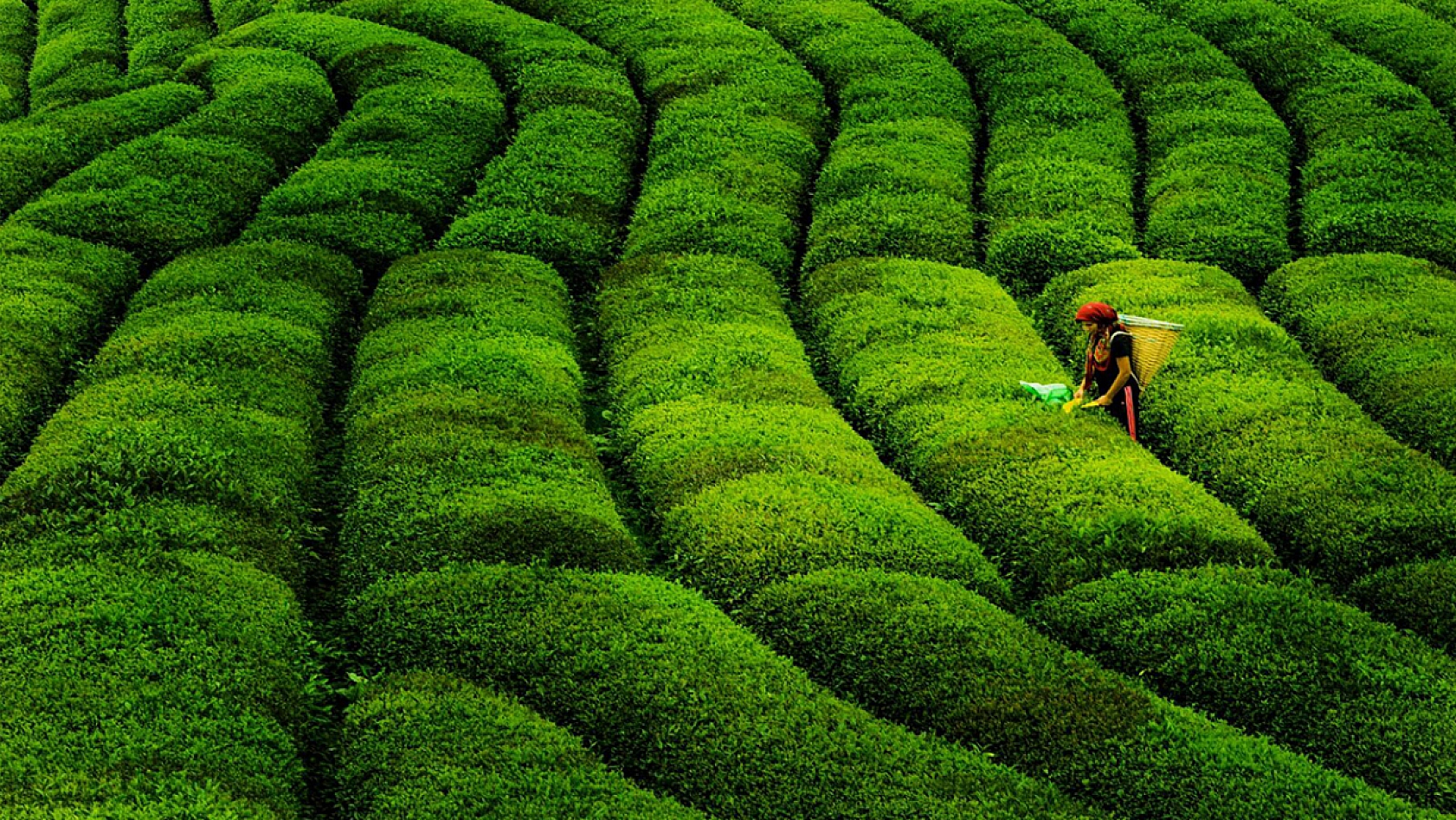 Malatya'da Tarımda Yeni Dönem! Yüzde 100 Mazot Desteği Geliyor!
