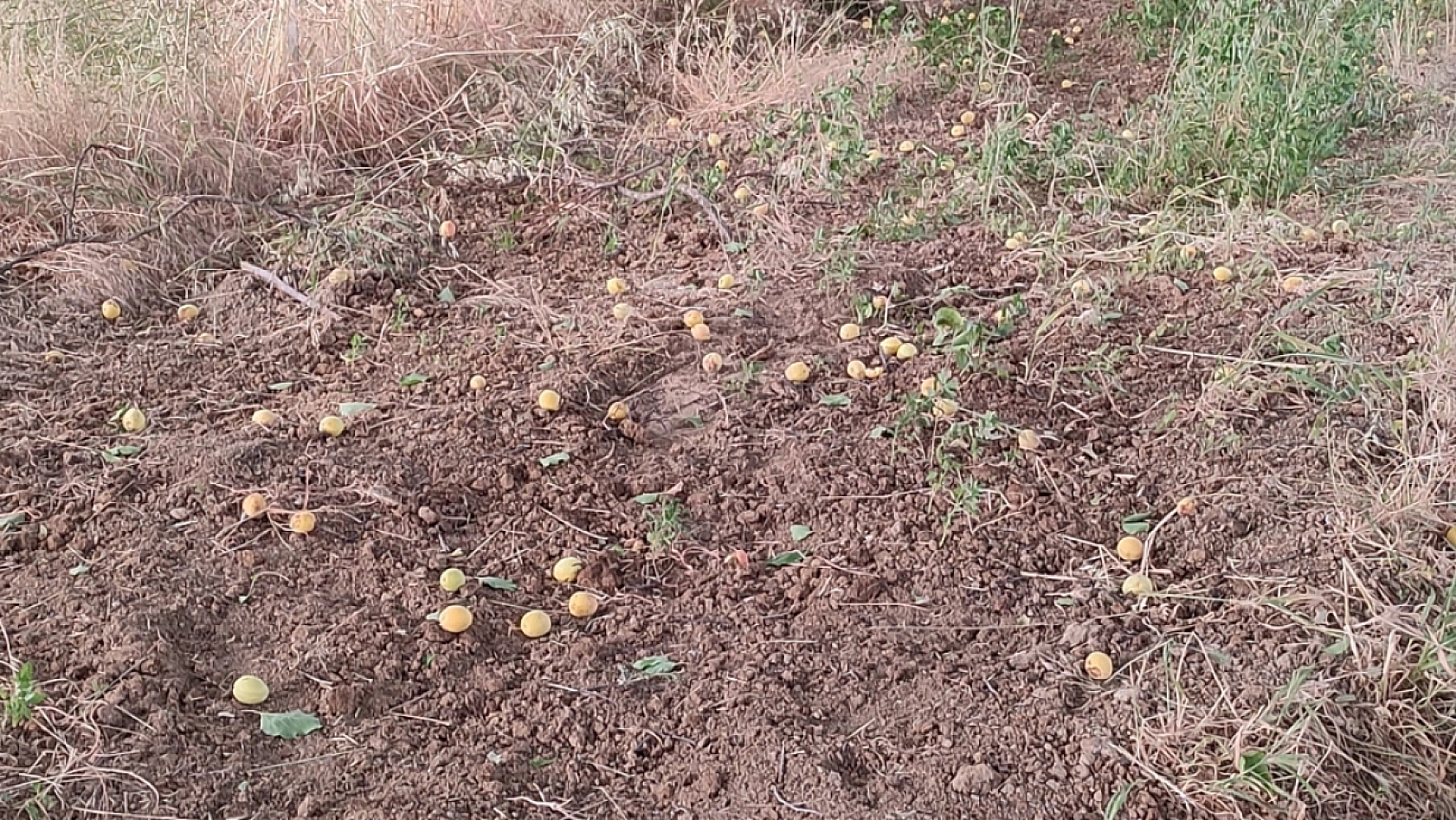 Kayısının başına gelmeyen kalmadı! Önce Dolu, Sonra Sert Rüzgarlar, Şimdi de...