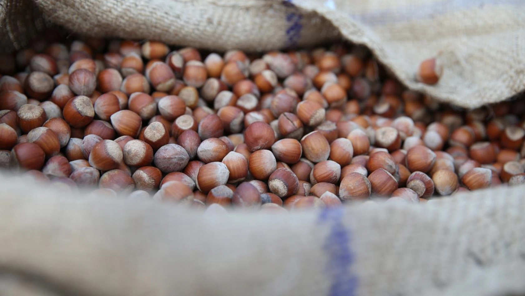 TMO'dan Alım Kararı! Malatya Kayısısı Giresun Fındığının Gölgesinde Kaldı!