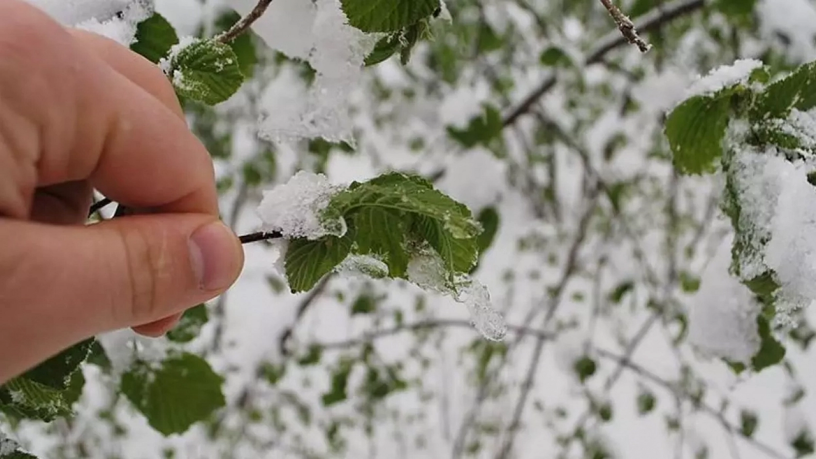 Meteoroloji'den Zirai Don Uyarısı: Malatya, Elazığ, Adıyaman Etkilenecek!