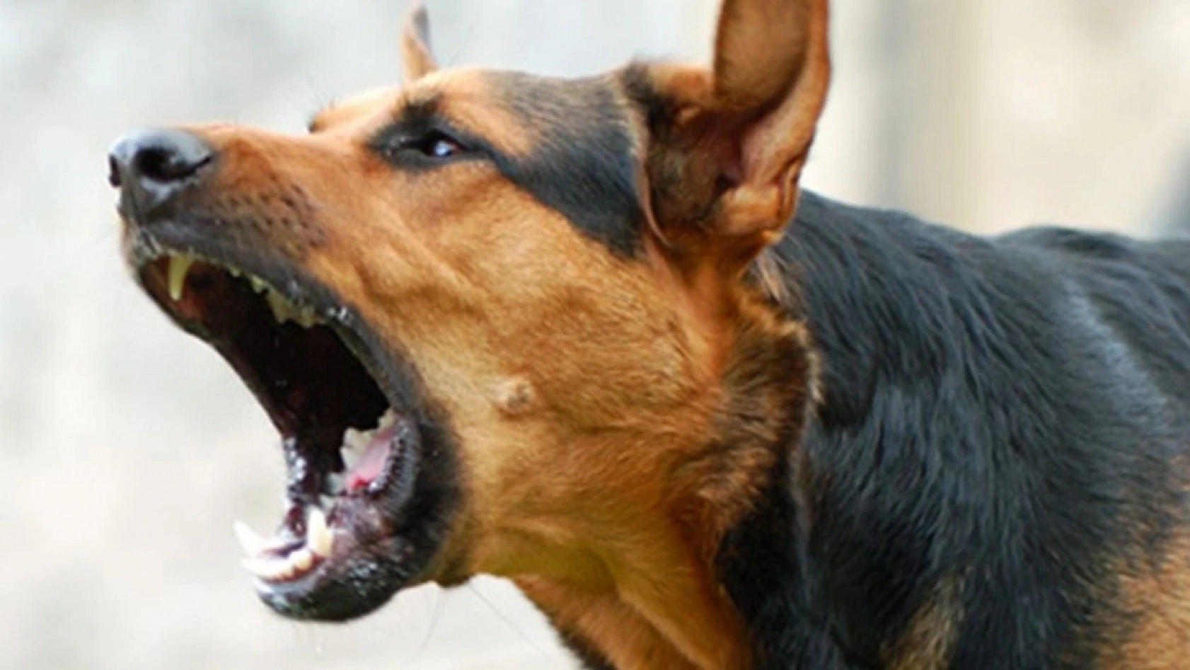 Vali Uyardı: Bu Görev Belediyelerin!