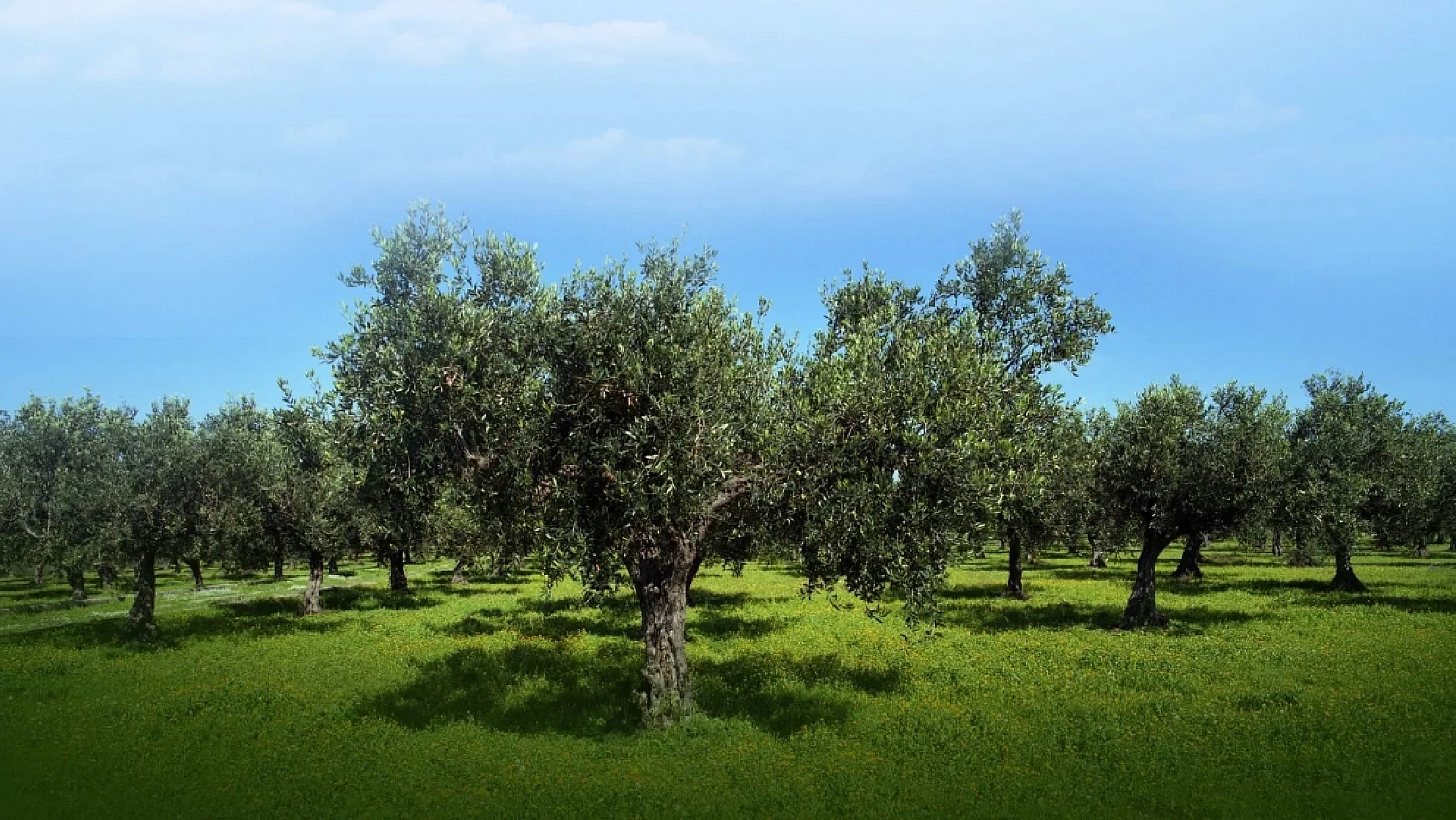 Malatya'da arsa satışı başlıyor! Yüzde 25 peşin, 24 ay vade seçeneği olacak