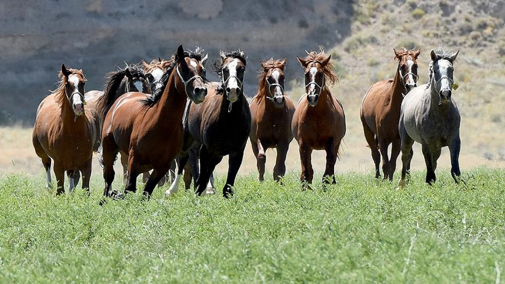 Malatya'da Yetiştirilen Milyonluk Taylar İstanbul'da Görücüye Çıkıyor!