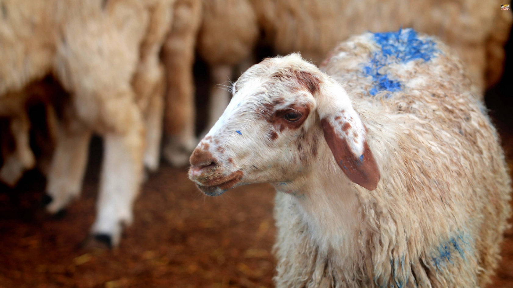 Malatya'da Kurban Kesim Yerleri Belli Oldu! Hangi İlçede Nerede Keseceksiniz?