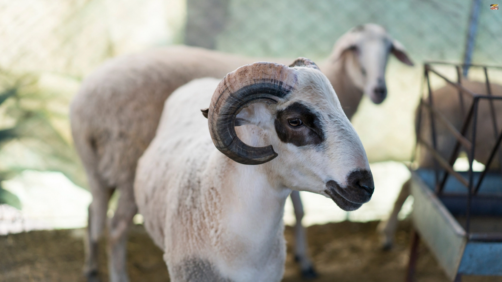 Malatya'da Kurban Kesim Yerleri Belli Oldu! Hangi İlçede Nerede Keseceksiniz?