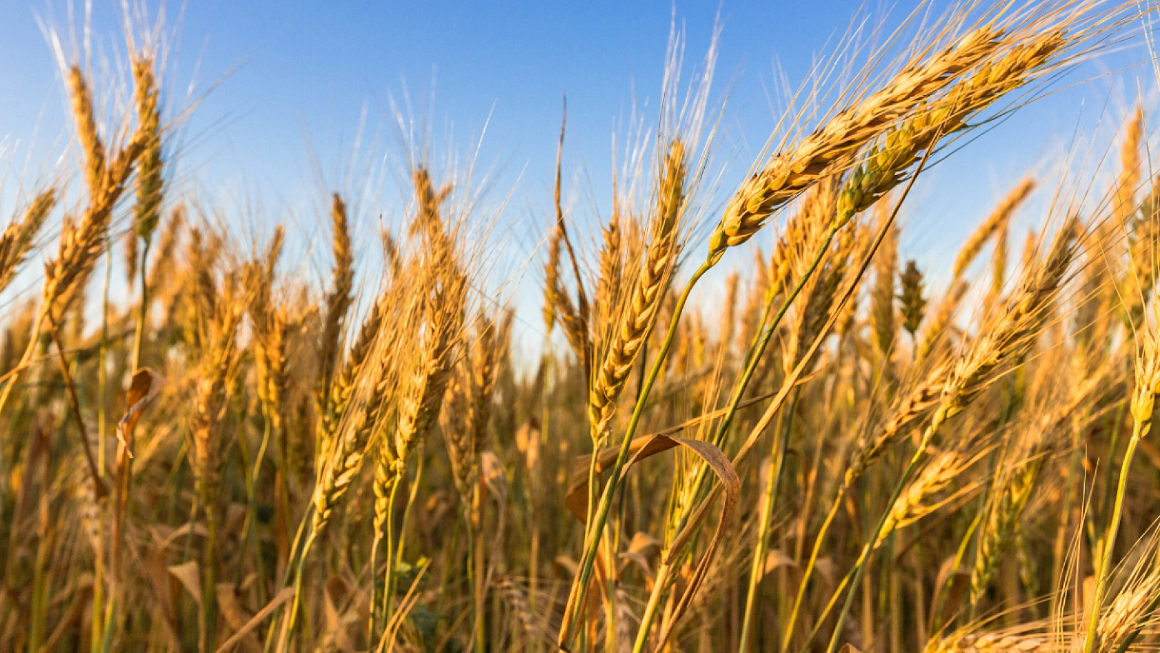 Malatyalı Üreticilere Müjde! Tarımsal Kredilerde Faiz İndirimi ve Yeni Destekler..!