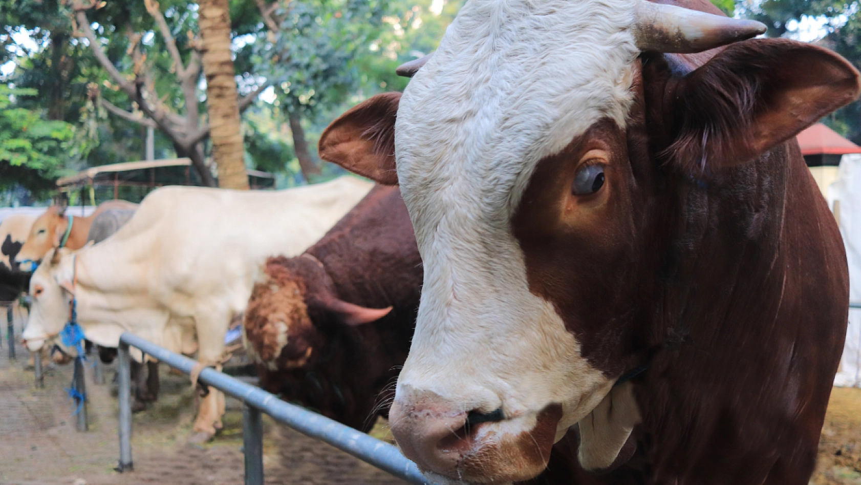 Kurbanlık fiyatları bütçeyi zorluyor..! Emekliye Kurban Hayal