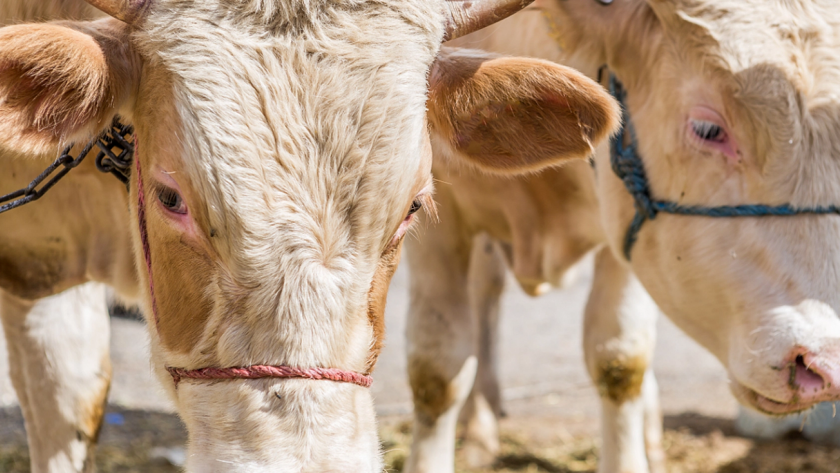 Kurbanlık fiyatları bütçeyi zorluyor..! Emekliye Kurban Hayal