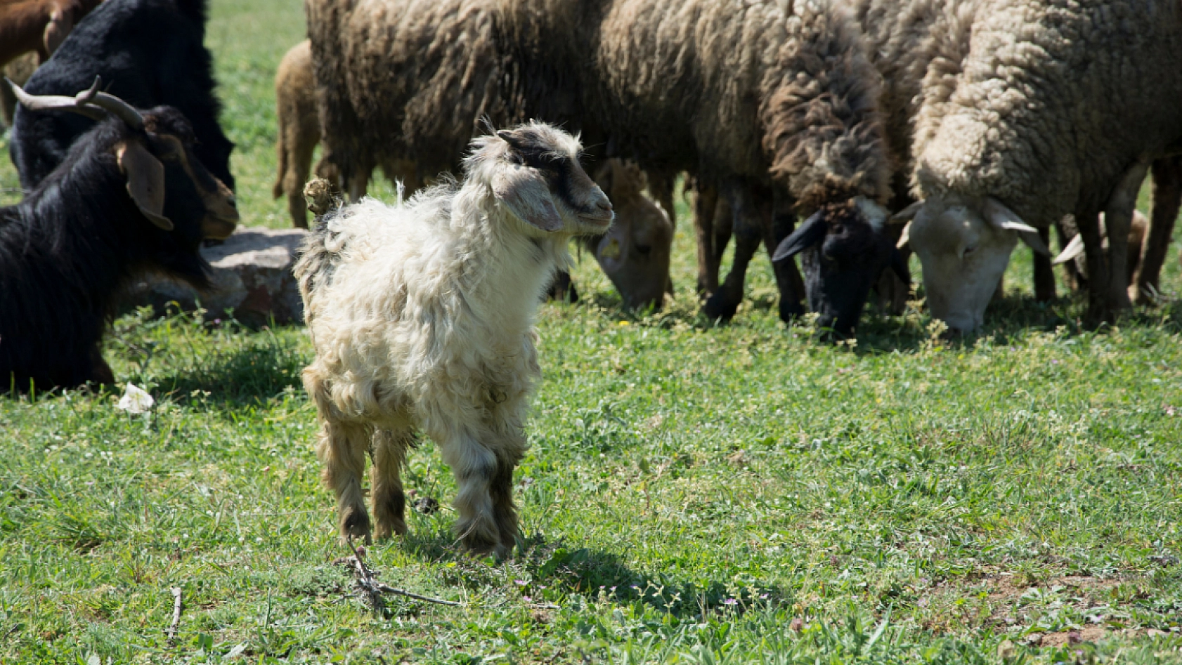Kurbanlık fiyatları bütçeyi zorluyor..! Emekliye Kurban Hayal