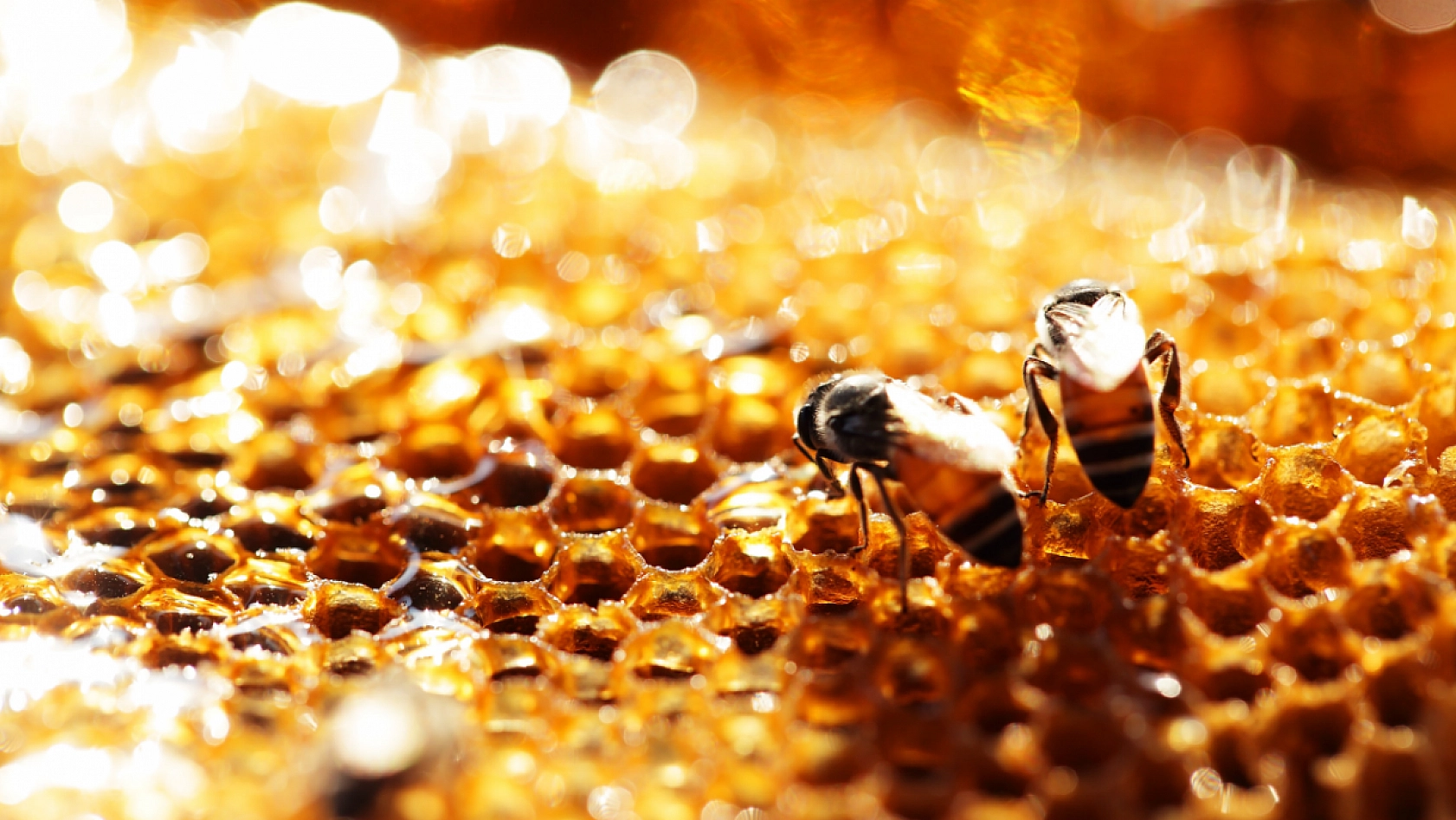 Sivaslı, Malatyalıdan 2,5 kat daha fazla kazandı..!