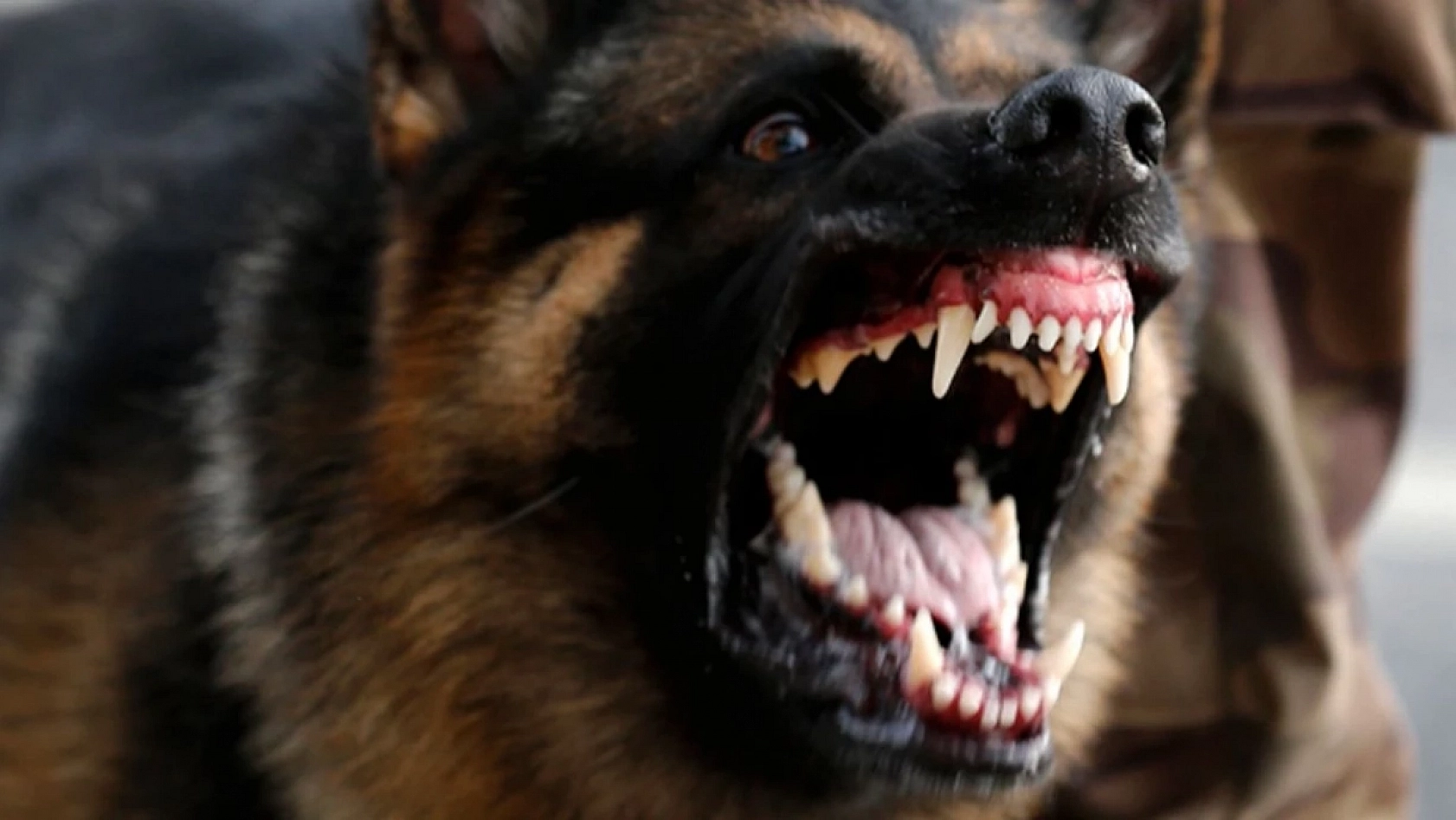 Vali Uyardı: Bu Görev Belediyelerin!