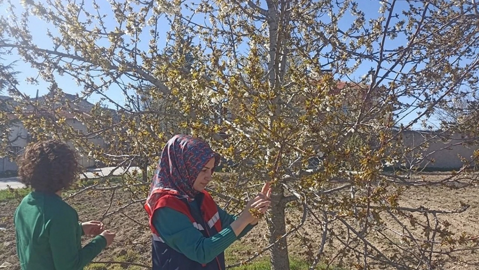 Zirai don ödemeleri gecikti: Üretici tarlasını mı satsın?