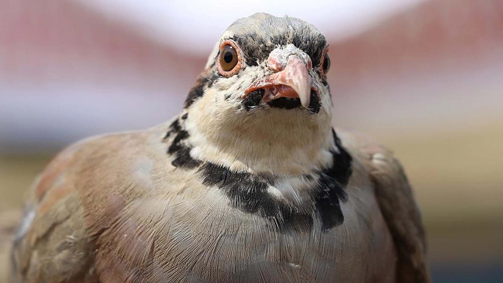 Keneyle mücadele için doğaya salındılar: 3 yıl avlanılması yasak!