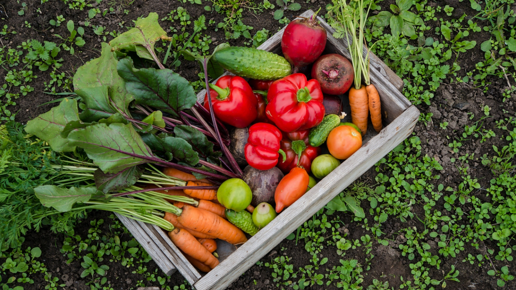 Malatya'da Hal Fiyatlarını Sizler İçin Araştırdık... İşte Güncel Hal fiyatları...!
