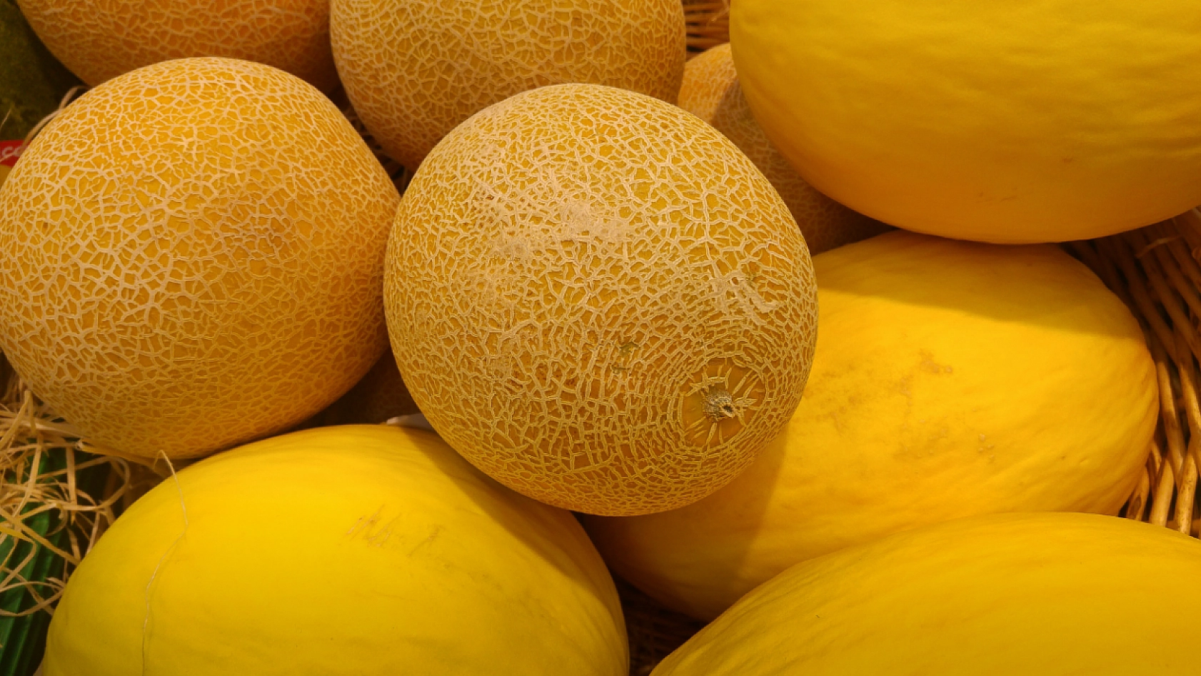 Malatya'nın Meşhur Aroması ve Tadıyla Dillere Destan Olan Kavunu..! Alıcı Bulamayınca Topraktan Kopamadı... 