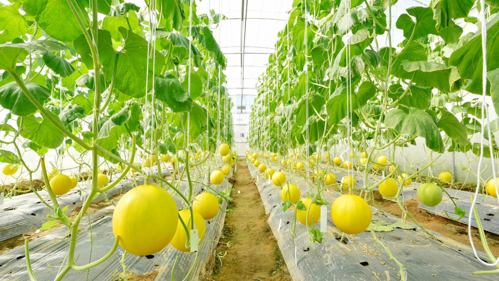 Malatya'nın Meşhur Aroması ve Tadıyla Dillere Destan Olan Kavunu..! Alıcı Bulamayınca Topraktan Kopamadı...