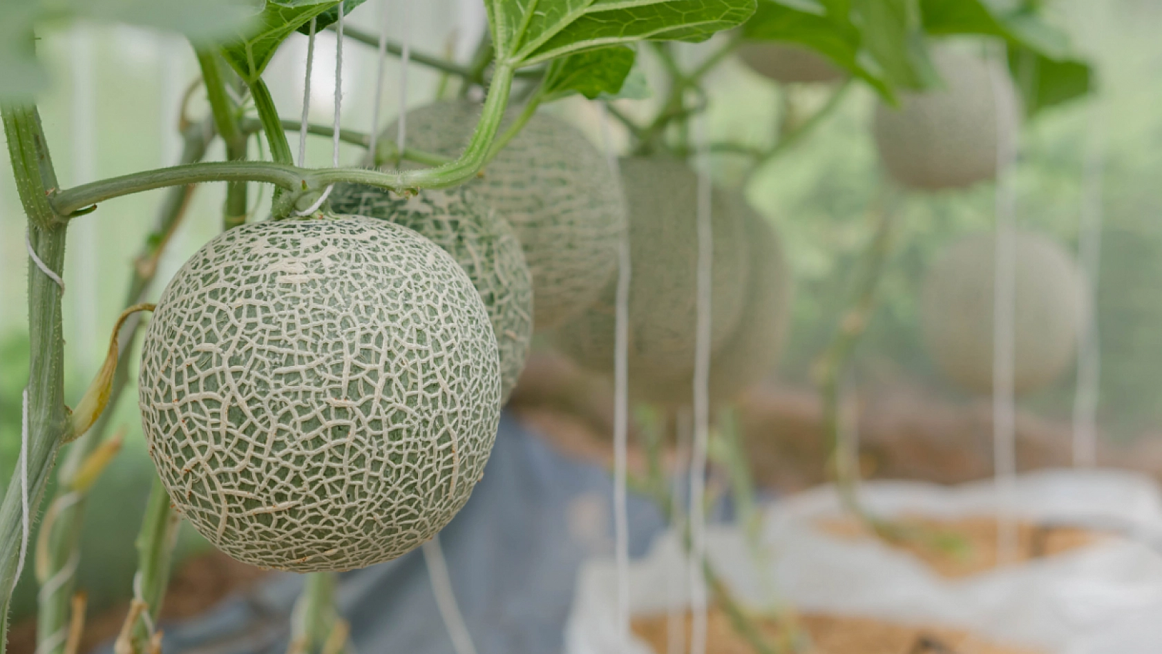 Malatya'nın Meşhur Aroması ve Tadıyla Dillere Destan Olan Kavunu..! Alıcı Bulamayınca Topraktan Kopamadı... 