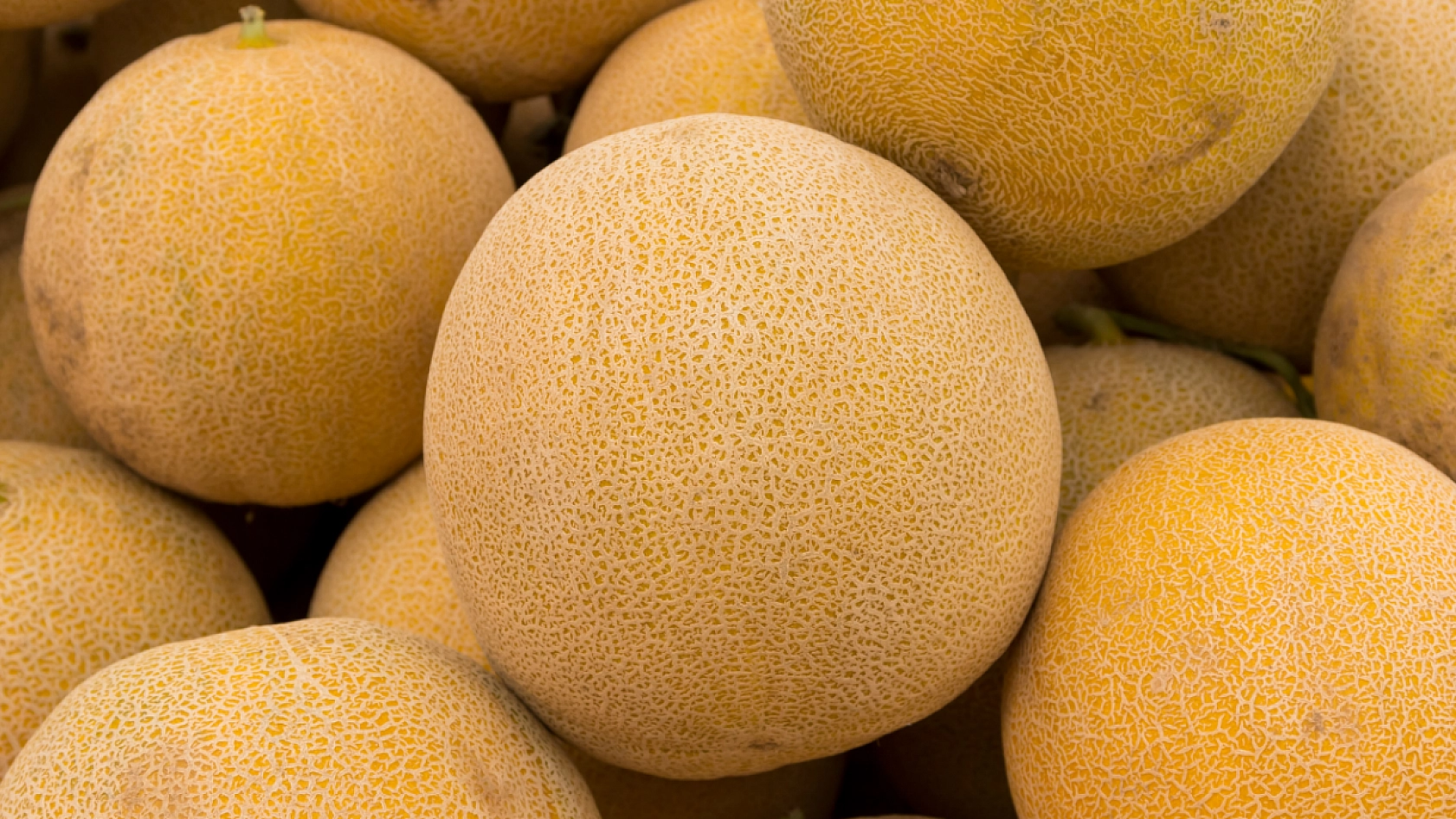 Malatya'nın Meşhur Aroması ve Tadıyla Dillere Destan Olan Kavunu..! Alıcı Bulamayınca Topraktan Kopamadı...