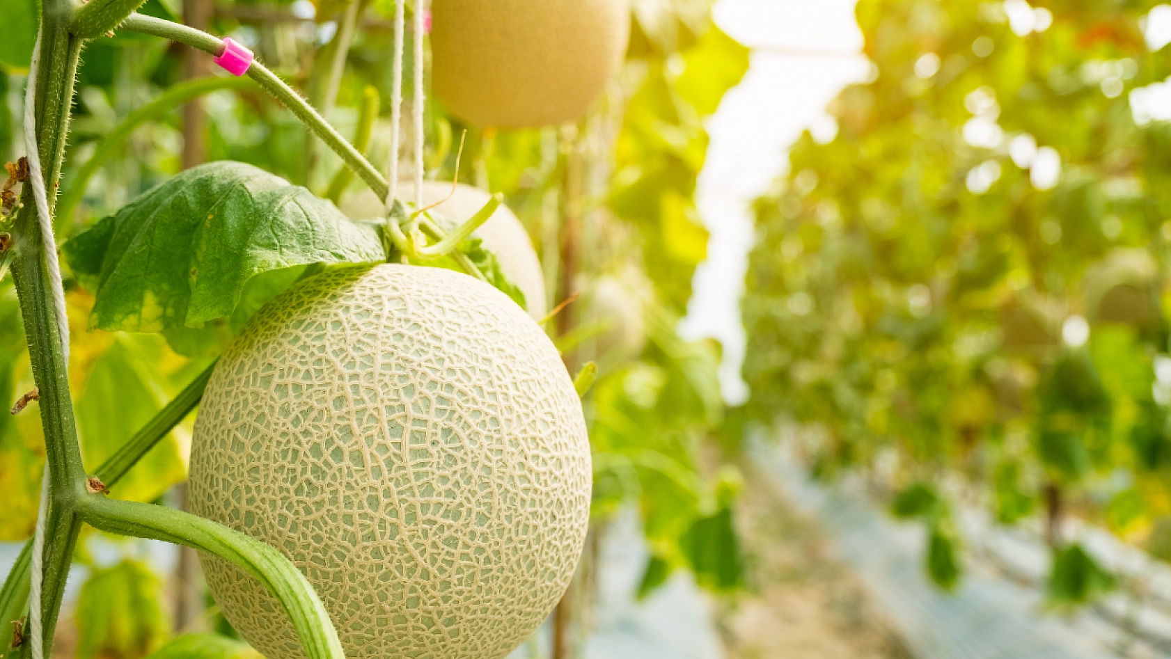 Malatya'nın Meşhur Aroması ve Tadıyla Dillere Destan Olan Kavunu..! Alıcı Bulamayınca Topraktan Kopamadı... 