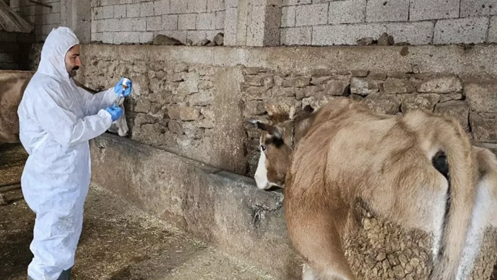 Kasaplarda Şap Etkisi Yok: Gönül Rahatlığıyla Tüketin!