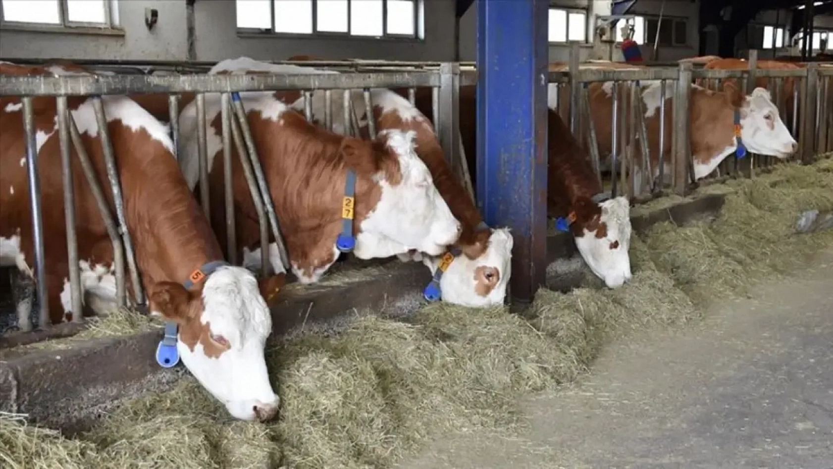 Resmi Gazete'de yayımlandı: Hayvancılık destekleme tutarları arttırıldı…