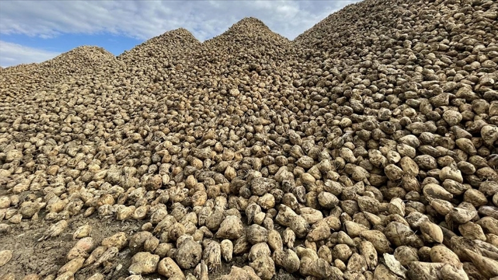 Malatya'da Pancar Alım Fiyatı Beklentiyi Karşıladı Mı? Üretici Ne Diyor?