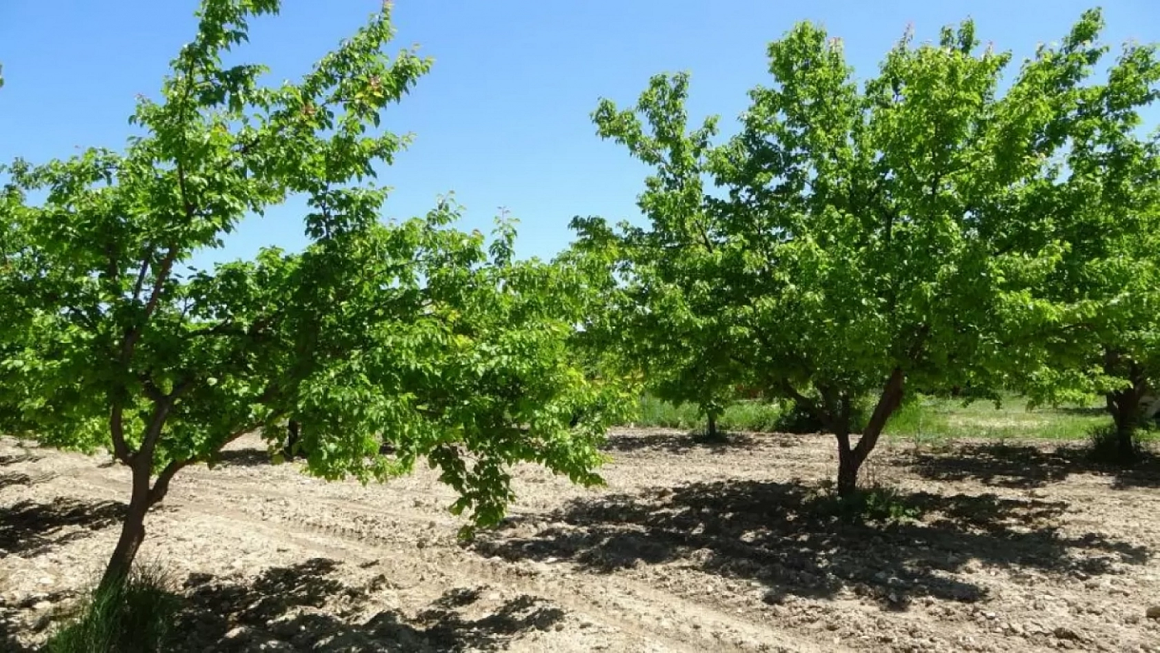 Hatalar Verimi Düşürüyor: Kayısı Fidanı Dikiminde Bu Yanlışlardan Uzak Durun!