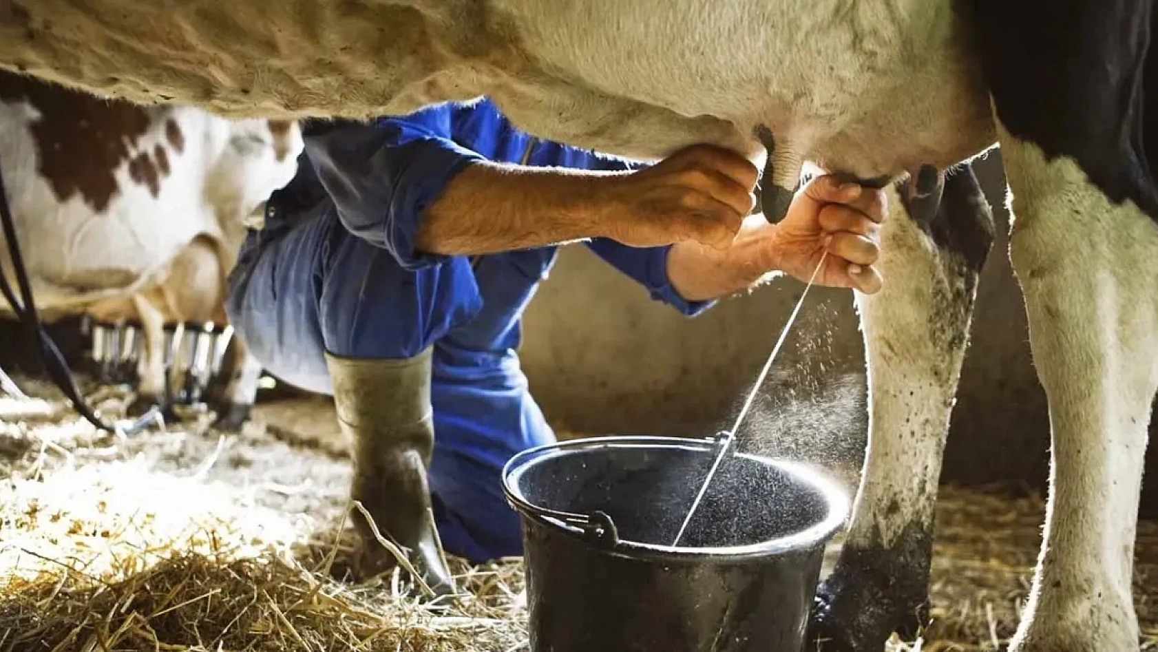 Yem fiyatları üreticiyi zorladı: Süt inekleri kesime gidiyor!