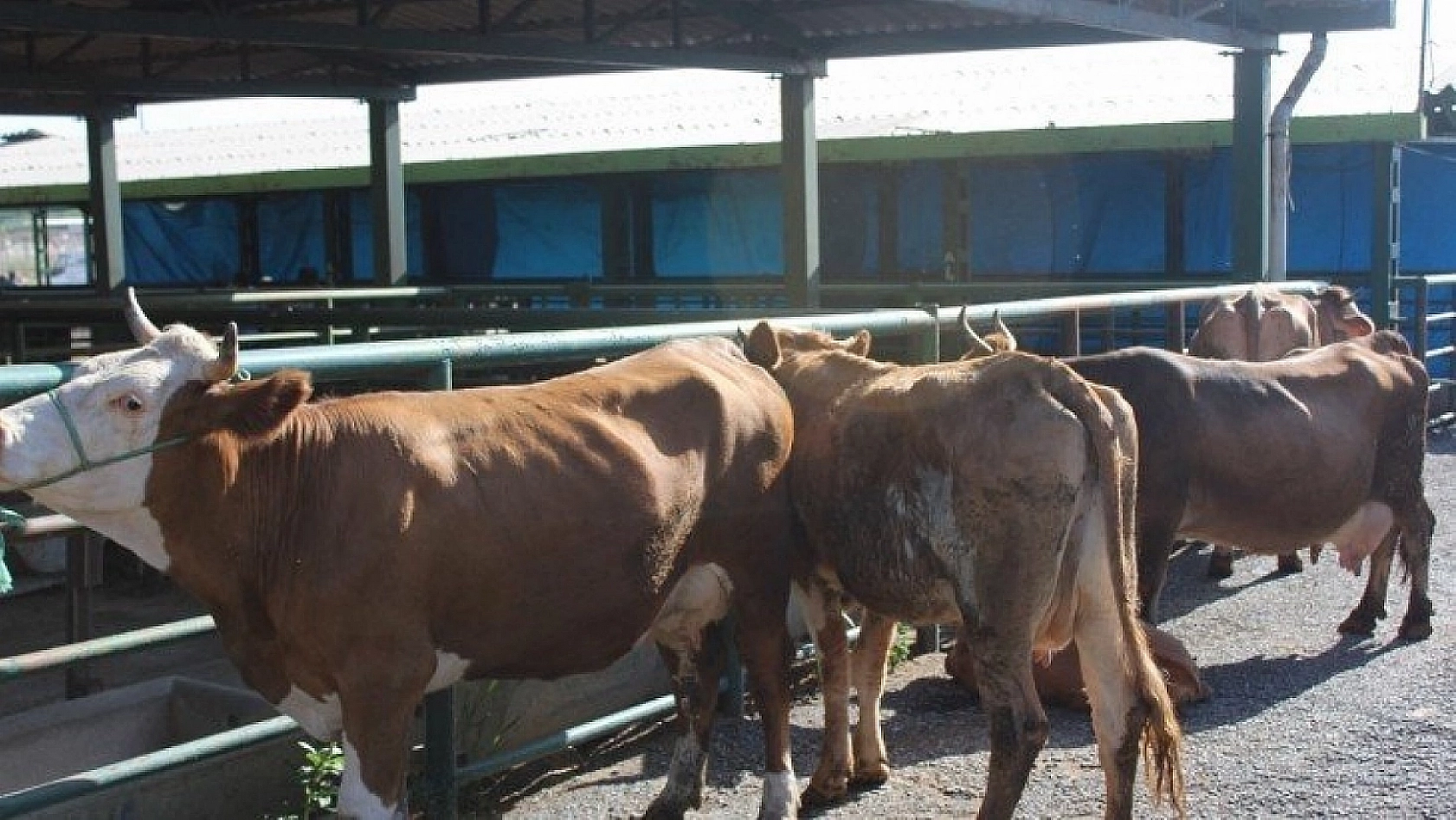 Hayvan Pazarını Kültür A.Ş İşletecek!