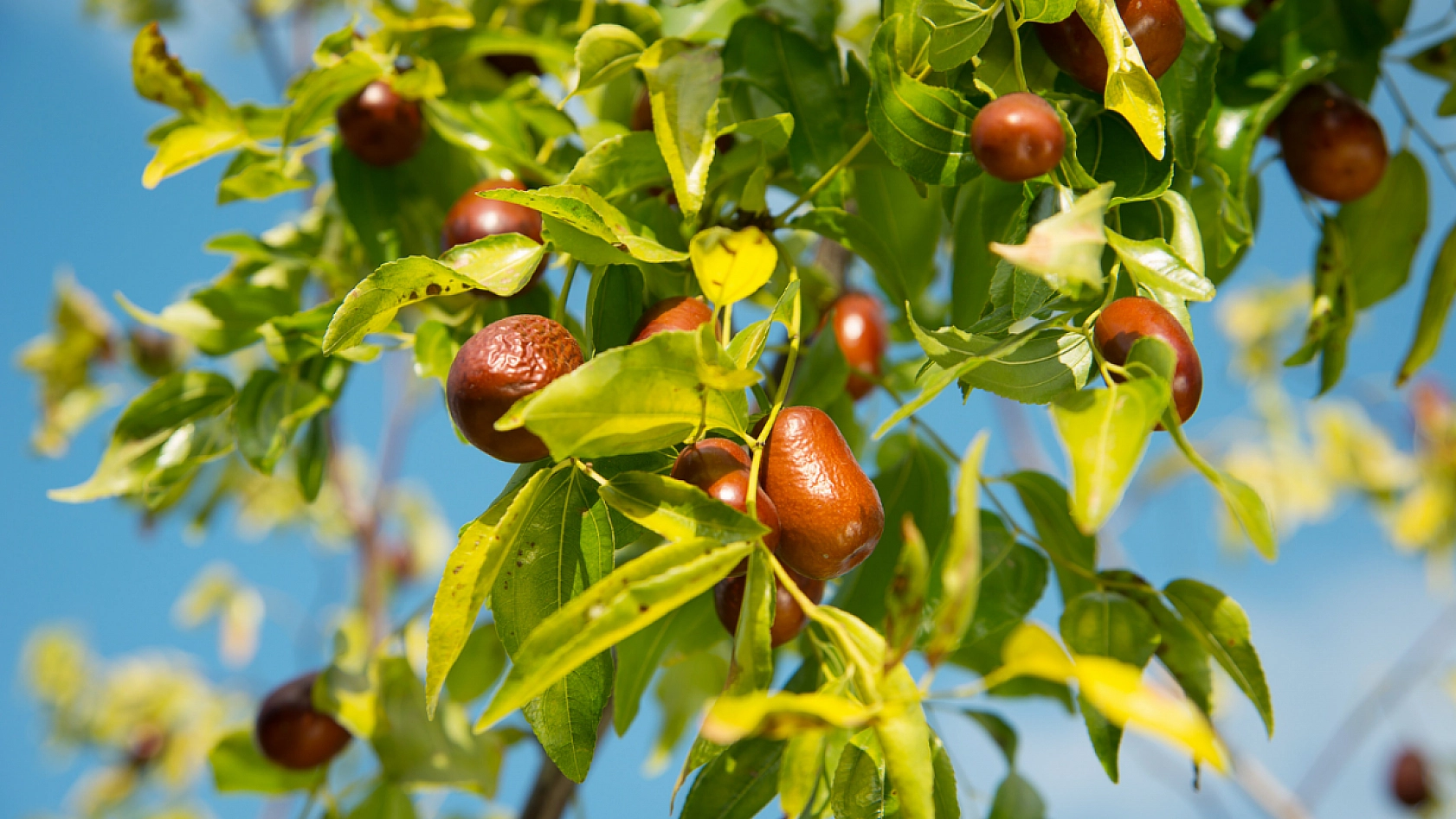 Hünnap: Malatya'da Yetişen 'Ölümsüzlük Meyvesi'!