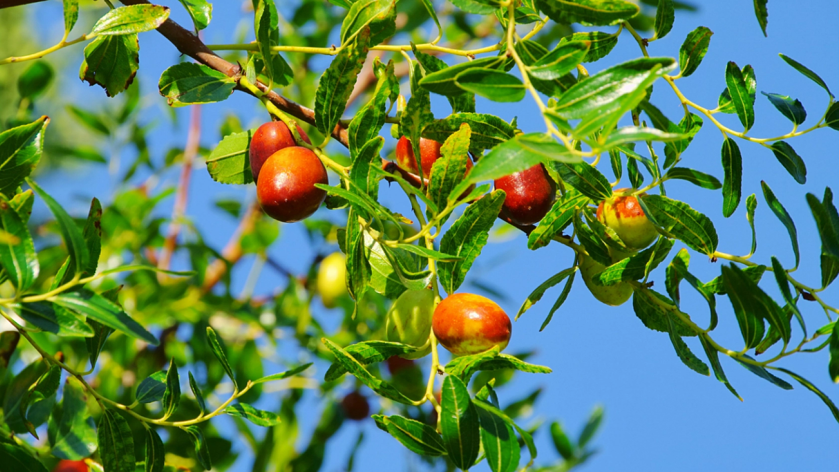 Hünnap: Malatya'da Yetişen 'Ölümsüzlük Meyvesi'!