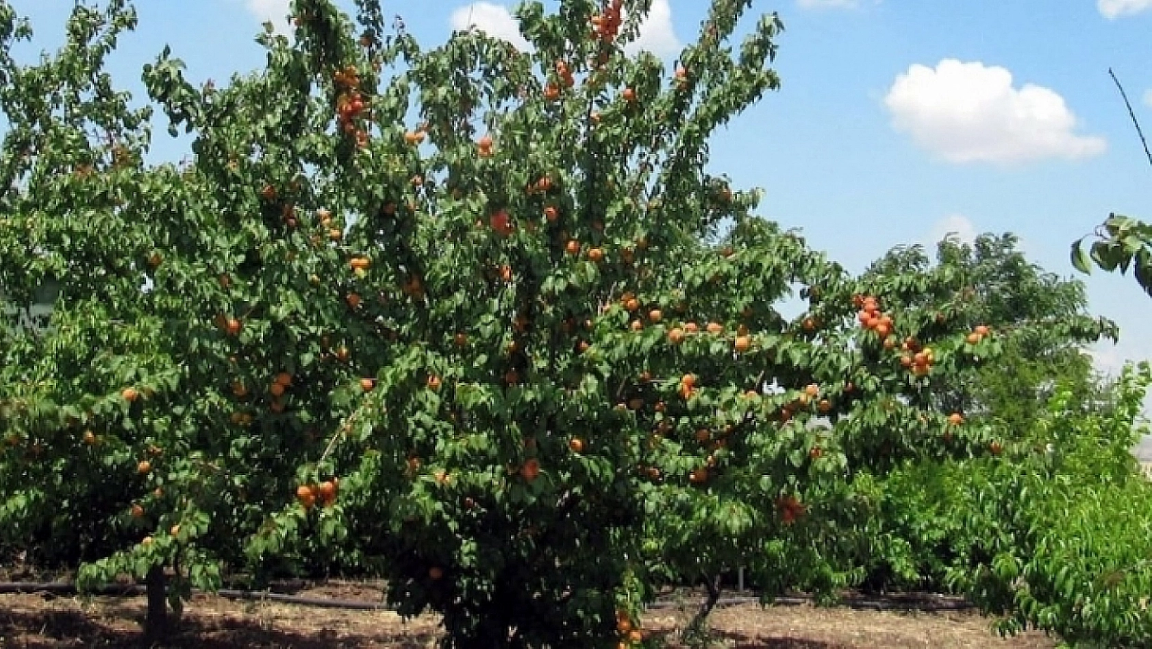 Kayısı ağaçlarını zirai dondan koruyacak yöntem! Ağaç Gövdelerini Sarın