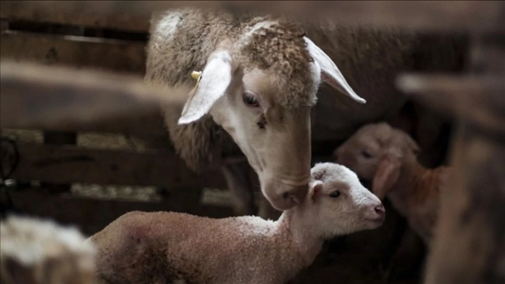 Malatya Valisi Destekleri Açıkladı! İşte Malatya'ya Deprem Sonrası Yapılan Destekler…