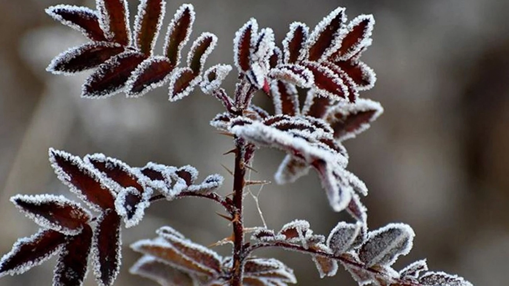 Meteoroloji Malatya'yı Uyardı! Sabah ve Gece Saatlerine dikkat!