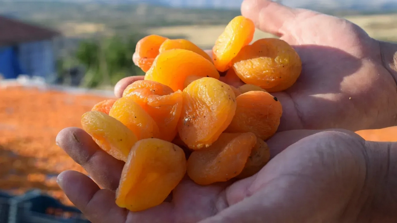 İklim Değişikliği Kayısıyı Olumsuz Etkileyecek: Coğrafi İşaret Gidebilir!