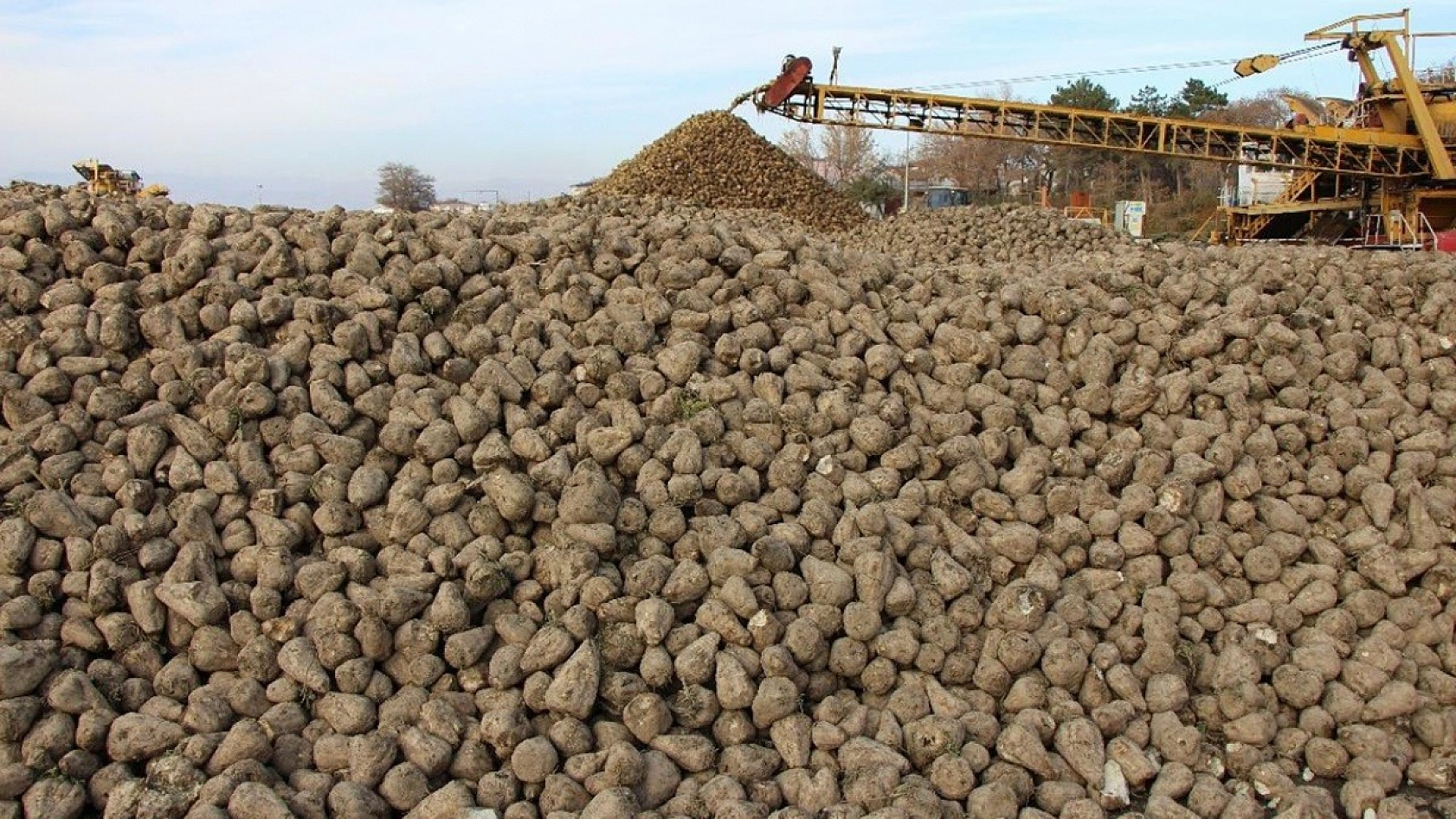 Malatya'da Pancar Alım Fiyatı Beklentiyi Karşıladı Mı? Üretici Ne Diyor?