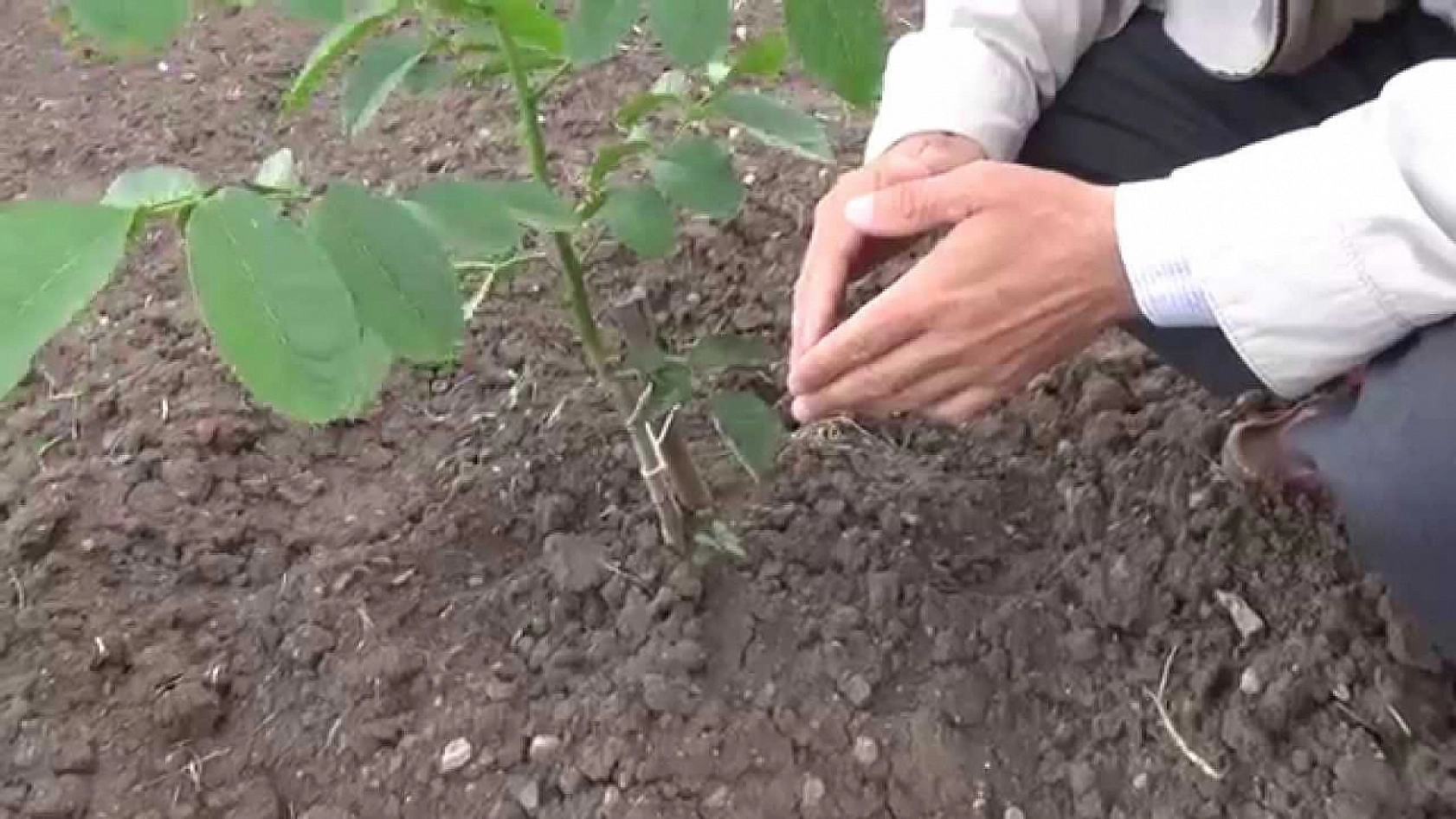 Hatalar Verimi Düşürüyor: Kayısı Fidanı Dikiminde Bu Yanlışlardan Uzak Durun!