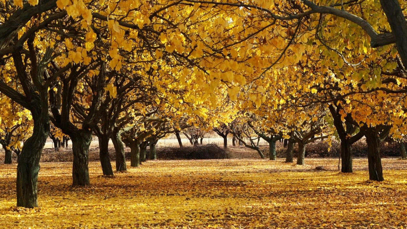 Valilik Kayısıyı Bekleyen Tehlikeye Karşı Uyardı: Geç Olmadan Önlem Alın!