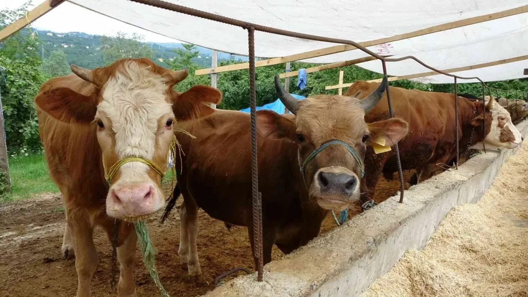 Kurbanlık fiyatları cep yakacak! Peki, küçükbaş-büyükbaş kurbanlık ne kadar artacak?
