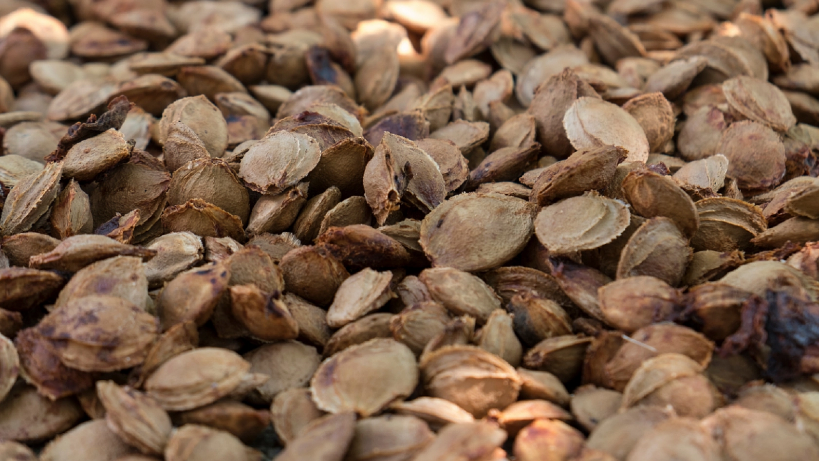 Kayısı Hedefine Ulaşmış! Şimdi Hedef 750 Milyon Dolar...!