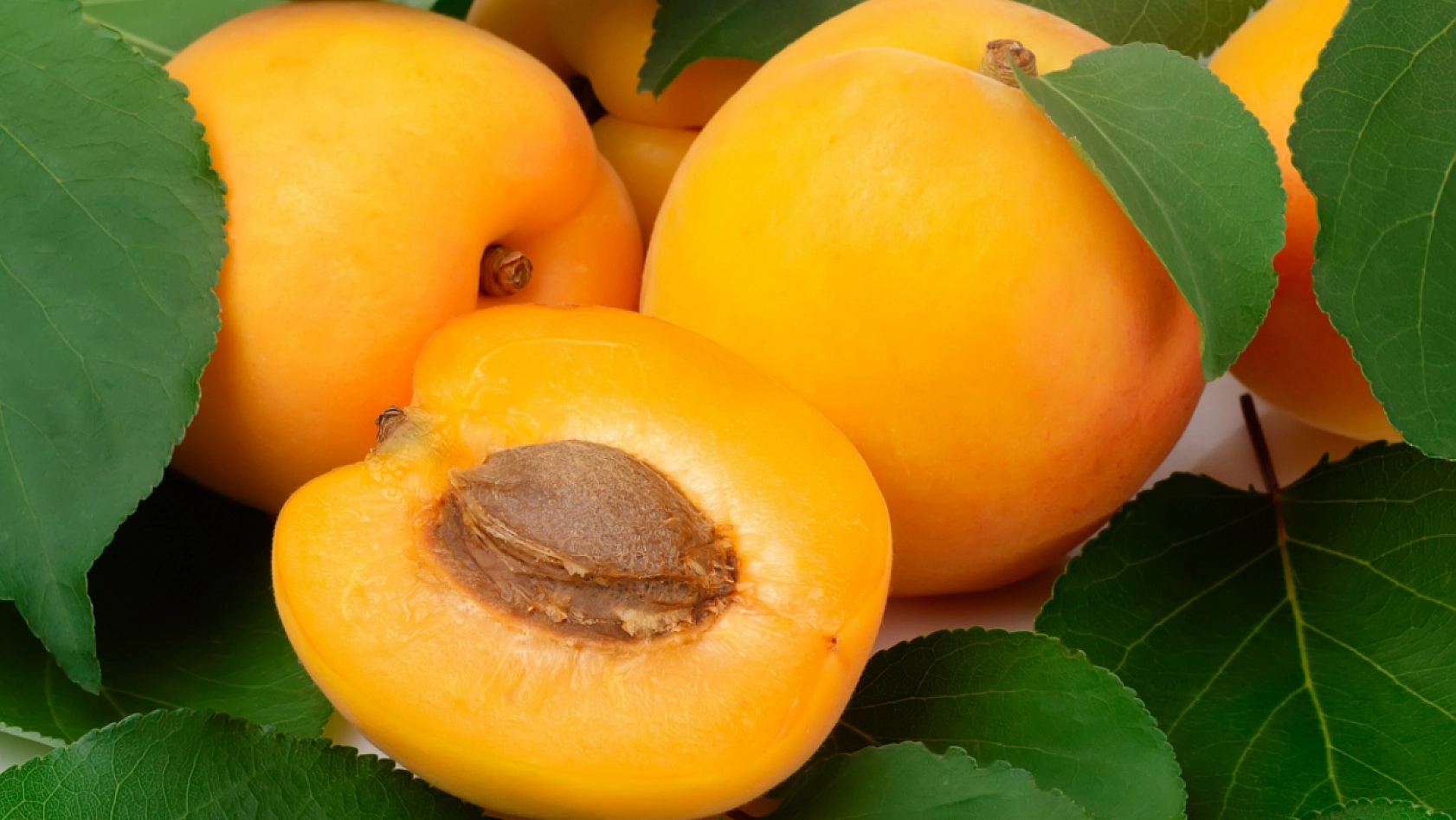 Malatya'da Kayısı Krizi Altın Pazarını Vurdu: Fiyatlar Artıyor, Alım Zorlaşıyor!