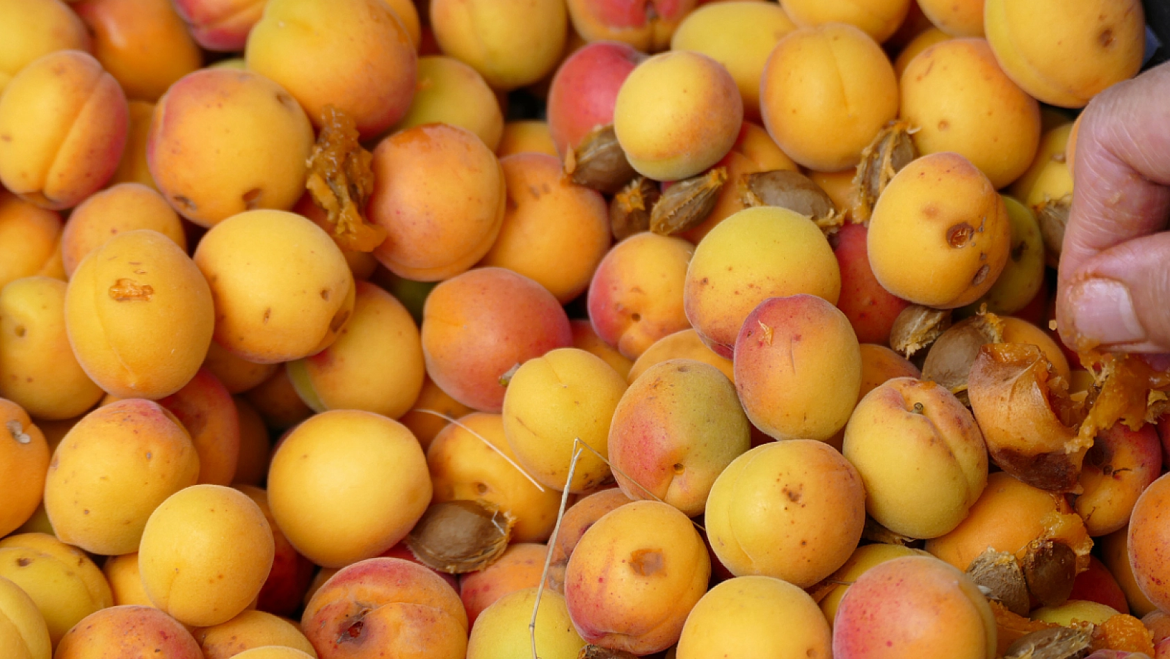 Fiyat Düşük, Ürün Bol! Malatya'da Üretici Hayal Kırıklığı Yaşıyor…