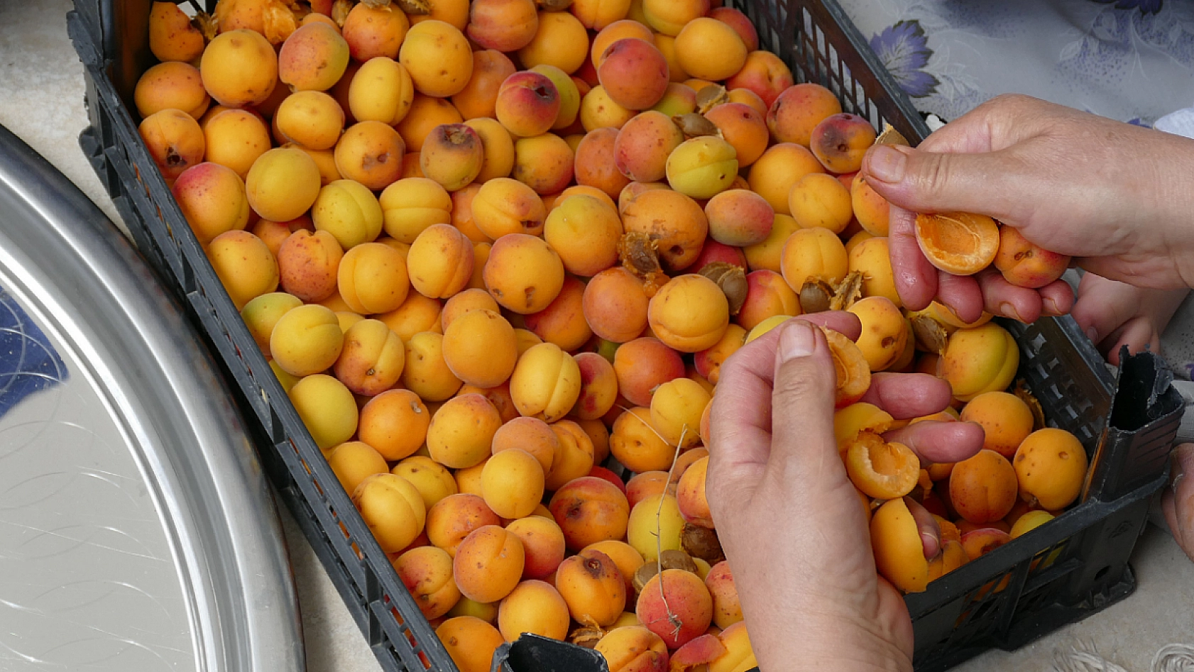 Erzincan'dan Malatya'ya Geliyor! Acı Tadıyla Gizli Gücüyle Şifa Dağıtıyor!