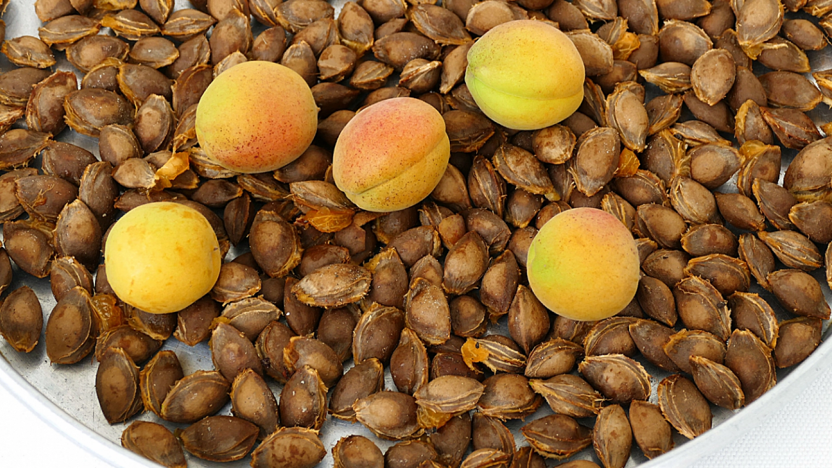 Erzincan'dan Malatya'ya Geliyor! Acı Tadıyla Gizli Gücüyle Şifa Dağıtıyor!