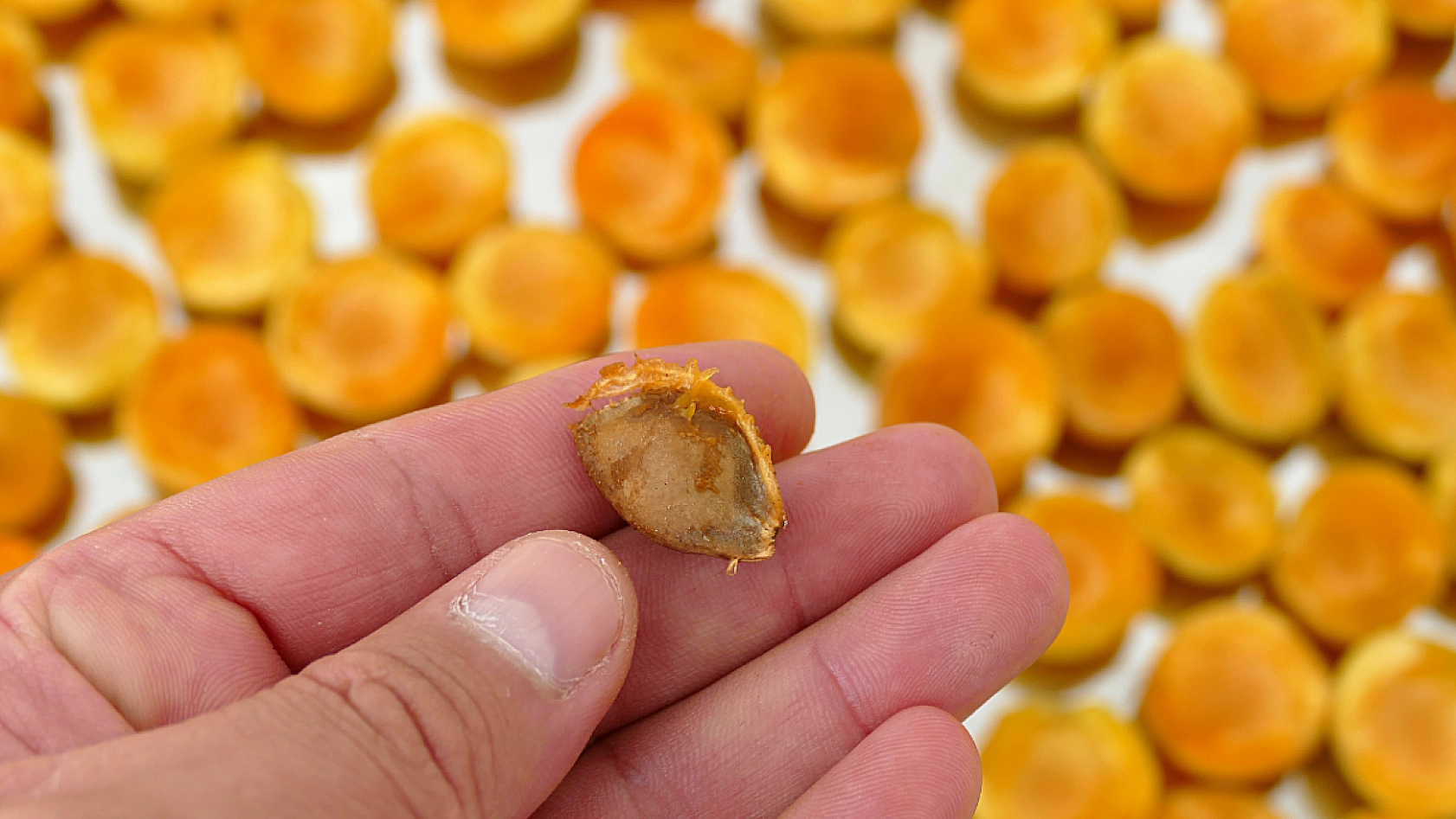 Kayısı Hedefine Ulaşmış! Şimdi Hedef 750 Milyon Dolar...!